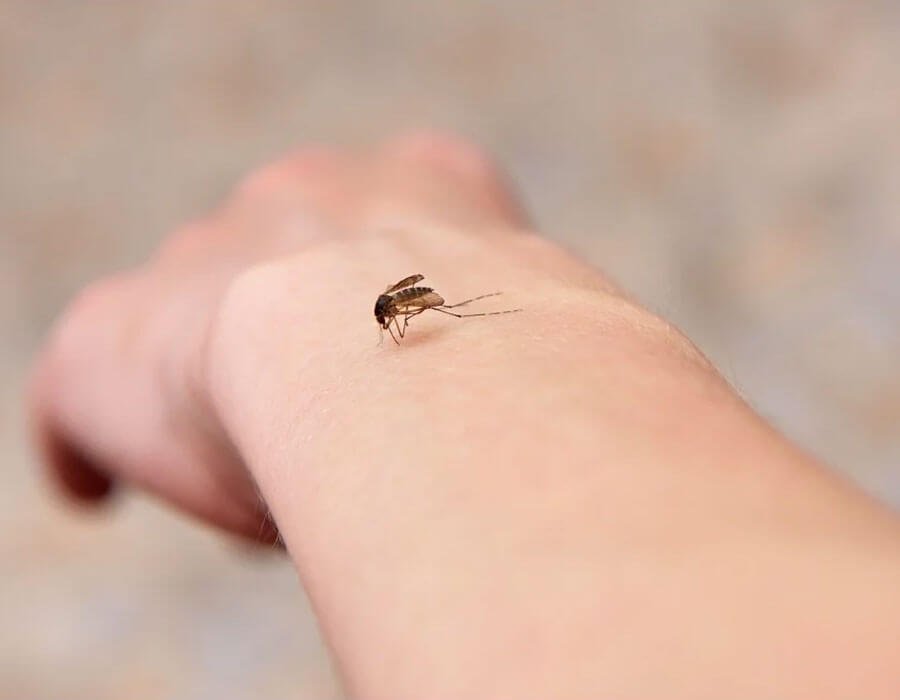 Look-Out-For-Vector-Borne-Diseases-This-Season